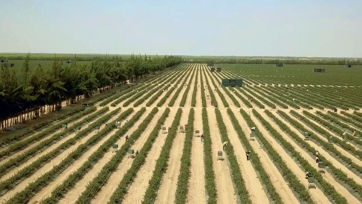 Imagen de campo con cultivos